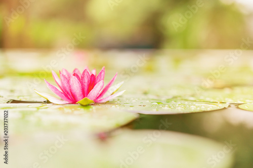 Obraz na płótnie beautiful lotus flower on the water in garden. w salonie