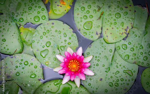 Foto beautiful lotus flower on the water in garden.