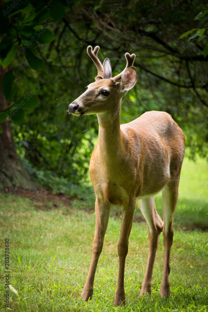 young deer with antlers young deer with antlers