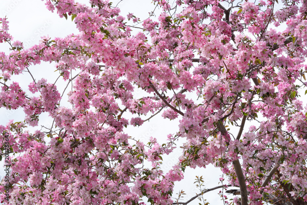 Pink crab apple flowers blossoming on tree branches in springtime Pink crab apple flowers blossoming on tree branches in springtime