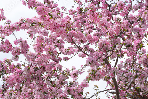 Pink crab apple flowers blossoming on tree branches in springtime