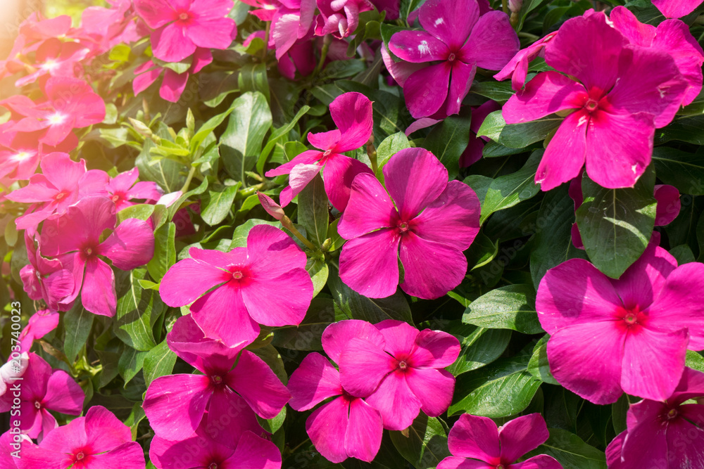 Green leaf with Watercress flowers of pink and white at garden. Green leaf with Watercress flowers of pink and white at garden.