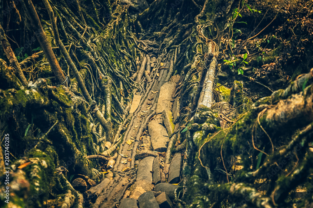 Φωτογραφία Living roots bridge formed by training tree roots over years to knit together near Nongriat village, cherrapunji, Meghalaya, India