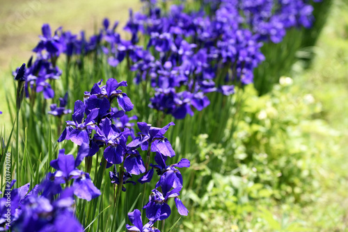 Irises blooming in flower gardens
 photo