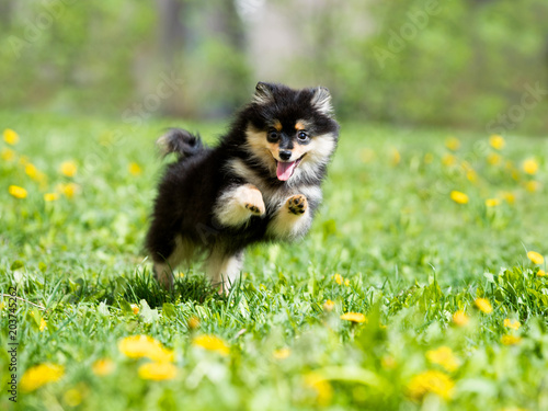 spitz Pomeranian jumping among flowers dandelion photo