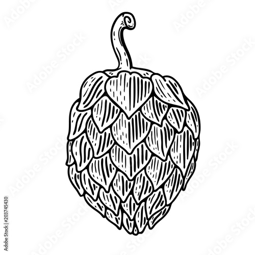 Hand drawn beer hop illustration on white background. Design elements for logo, label, emblem, sign, badge.