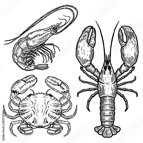 Hand drawn lobster, crab, shrimp illustrations on white background. Seafood. Design elements for poster, emblem, sign, badge, menu.