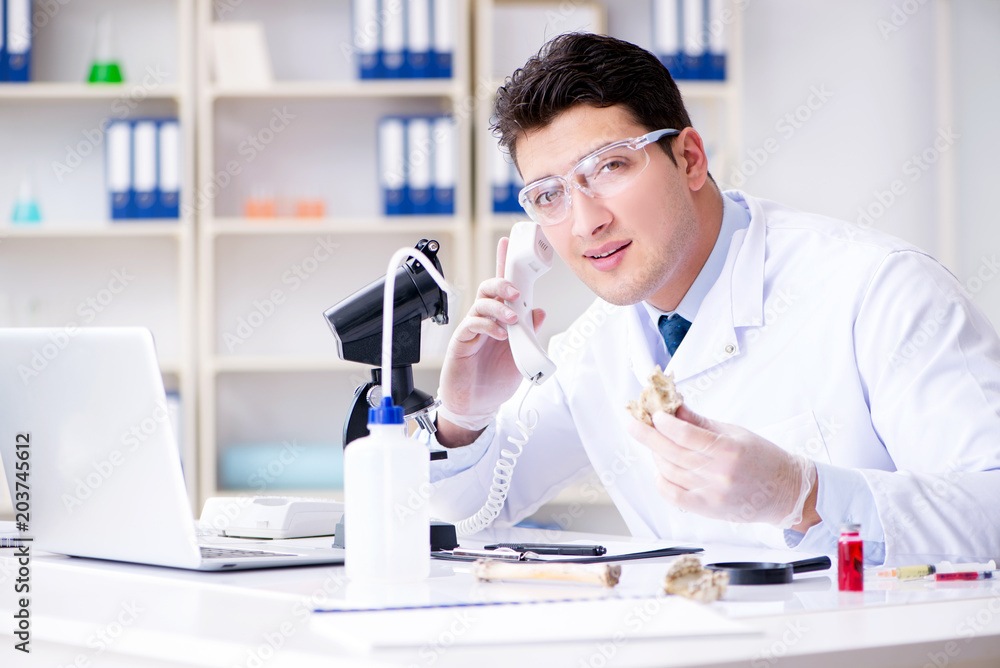 Paleontologist looking at extinct animal bone Paleontologist looking at extinct animal bone