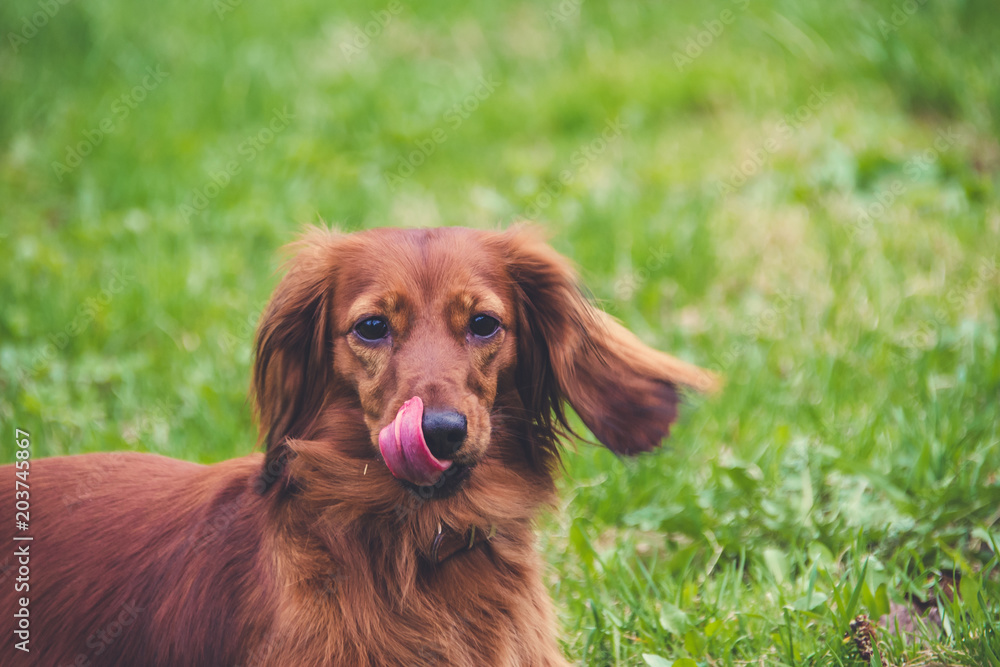 Lovely dog a dachshund on a green lawn
