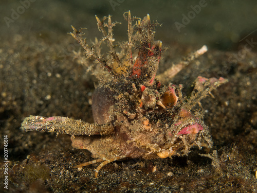 Spiny Devil Fish