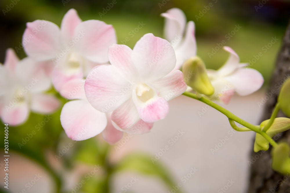 Fototapeta premium Beautiful white and soft pink or Phalaenopsis or Moth dendrobium orchid, Natural flower concept.