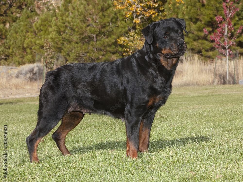 full body portrait of a female champion rottweiler in a park setting full body portrait of a female champion rottweiler in a park setting