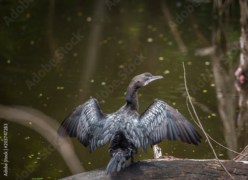 Photography Little cormorant, Javanese cormorant(Microcarbo niger) bird of Thailand