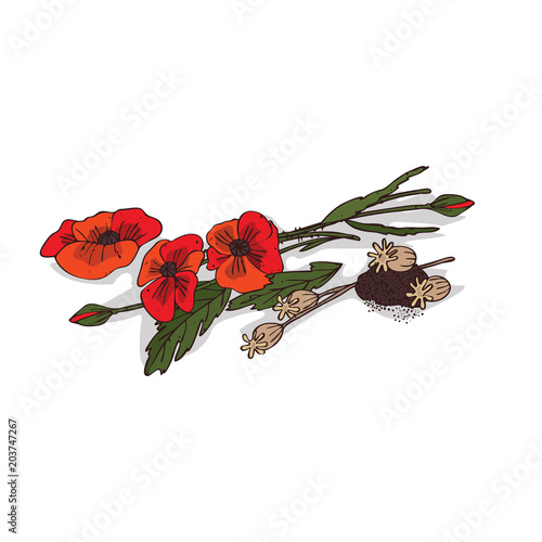Isolated clipart of plant Poppyseed on white background. Botanical drawing of herb Poppy flowers and seeds with flowers and leaves, seeds