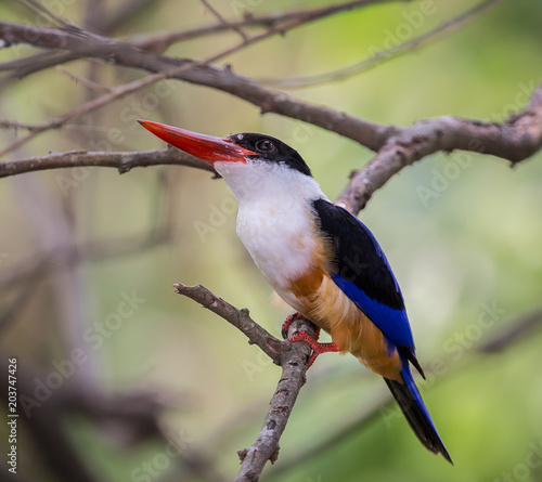 Black-capped Kingfisher (Halcyon pileata) on a branch in park.