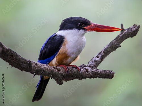 Fototapeta Black-capped Kingfisher (Halcyon pileata) on a branch in park.