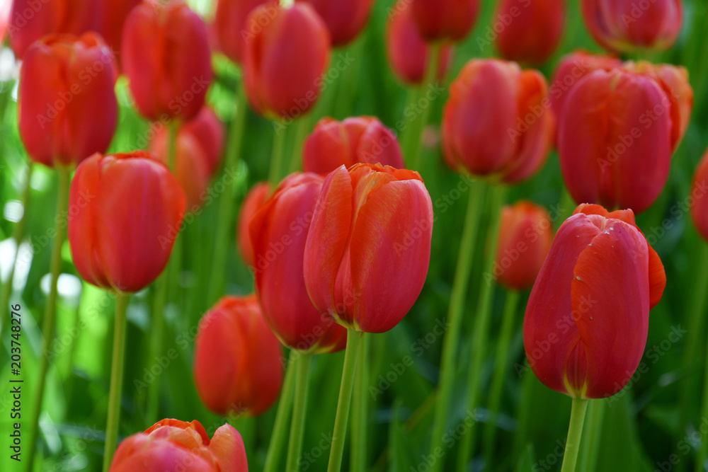 Tulip Tulip