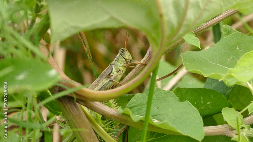 Macro closeup of grasshopper rubbing its head with arm while in plant Macro closeup of grasshopper rubbing its head with arm while in plant