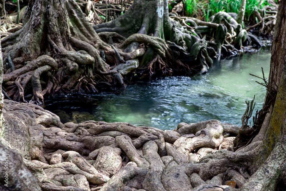 Fototapeta premium Beautiful bog forest, Beautiful Swamp forest, Krabi province, Thailand.