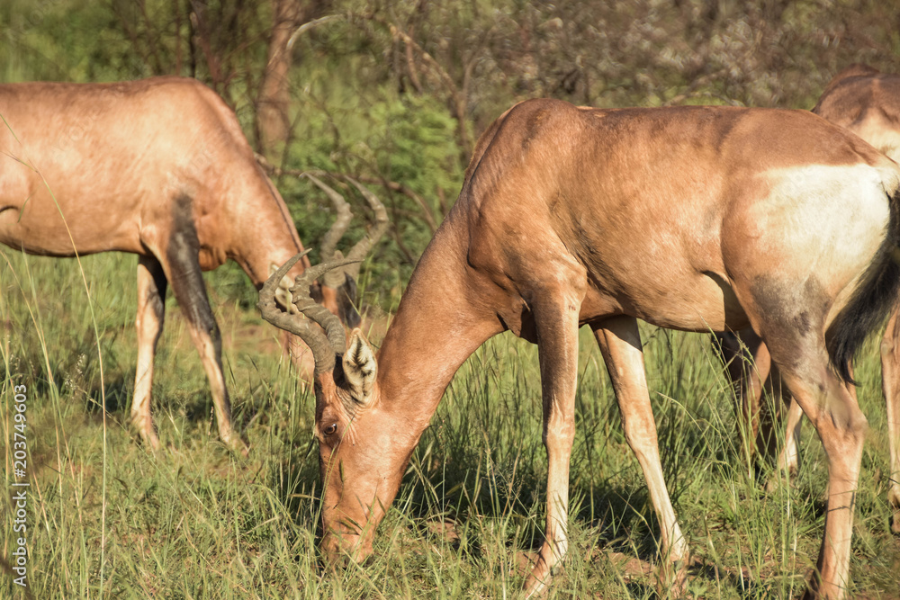 Fototapeta premium tsessebe in pilanesberg park
