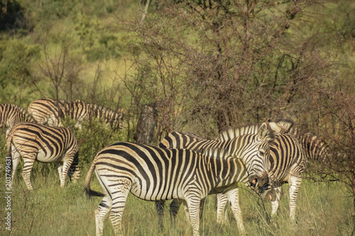 Zebra play fighting