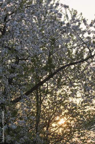 White cherry blossoms and rising sun.