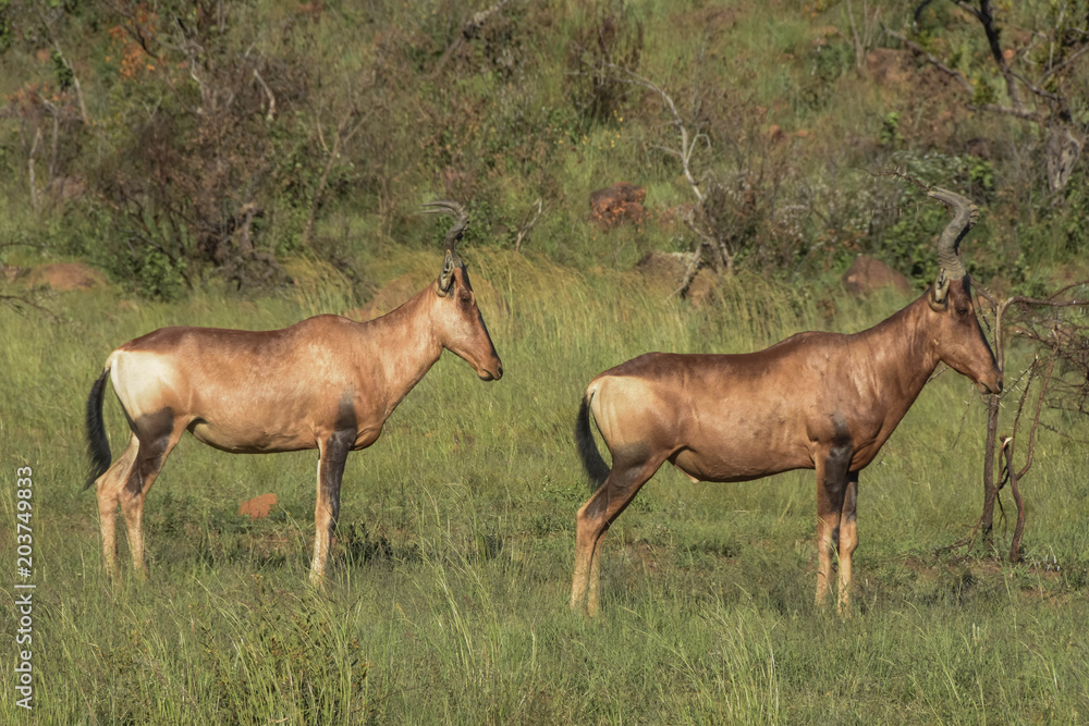 Fototapeta premium tsessebe in pilanesberg park