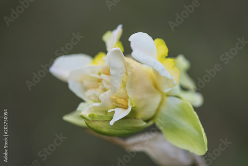 Fototapeta Naklejka Na Ścianę i Meble -  Daffodil close up