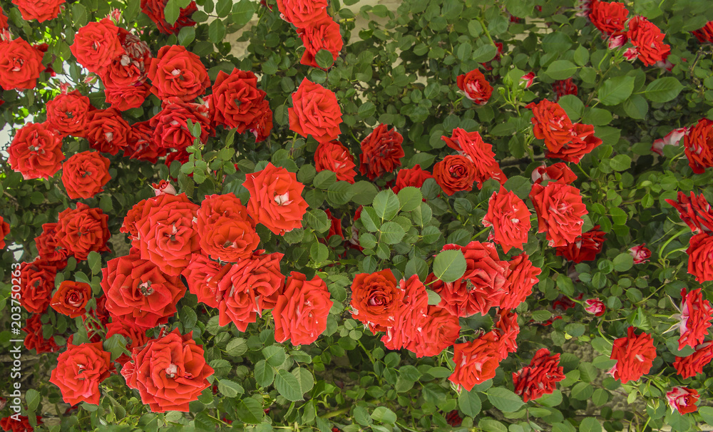 roses red many green leaves garden background roses red many green leaves garden background