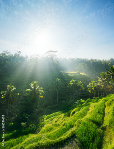 Rice terraces of Bali, Indonesia