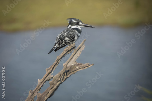 Pied King Fisher - Pilanesberg