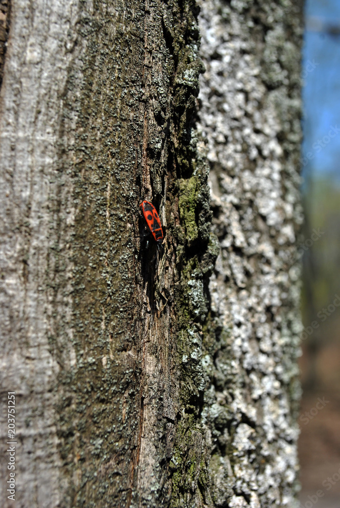 Chestnut tree trunk texture with white moss close up with red firebug (Pyrrhocoris apterus), vertical background texture Chestnut tree trunk texture with white moss close up with red firebug (Pyrrhocoris apterus), vertical background texture
