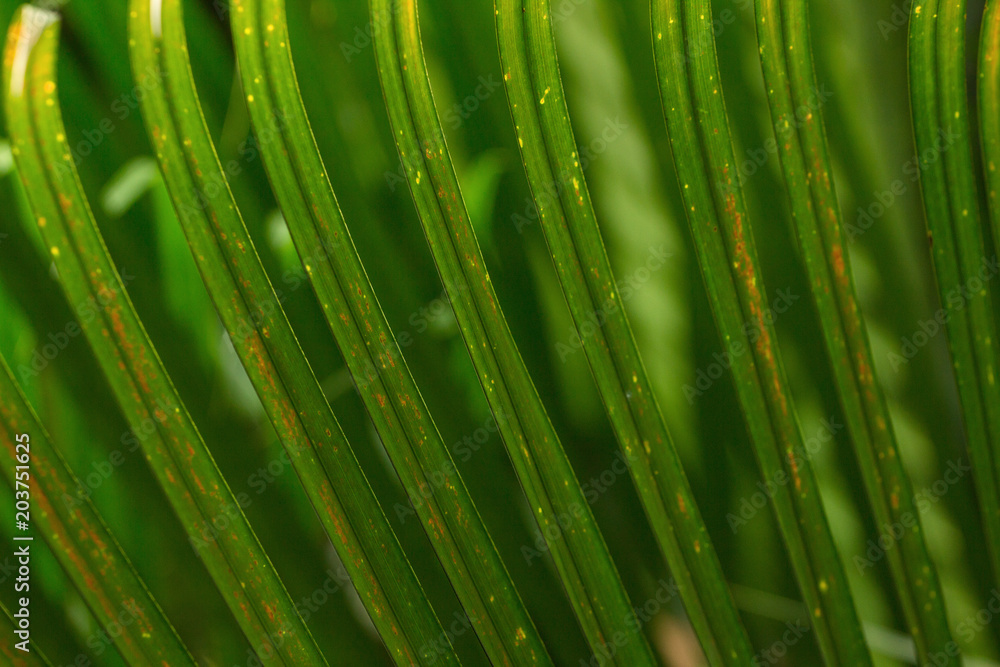 Tropical rain-forest. Green vegetation making natural background. Close-up, no people Tropical rain-forest. Green vegetation making natural background. Close-up, no people