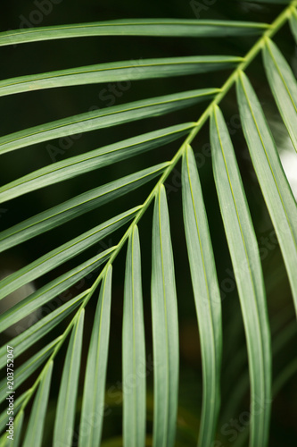 Tropical rain-forest. Green vegetation making natural background. Close-up, no people © Svetlana Gajic