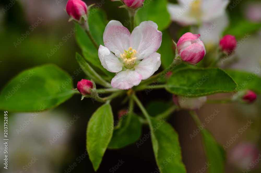 Pink delicate and fragrant apple blossoms in spring