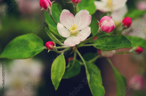 Pink delicate and fragrant apple blossoms in spring