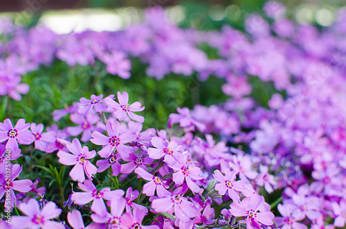 Little flowers blooming phlox pink with