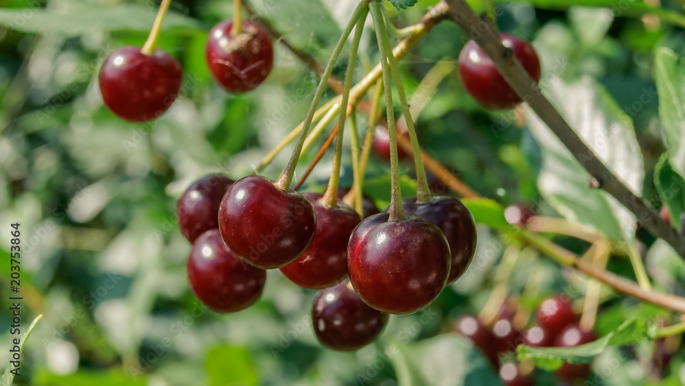 Close-up of red and sweet cherries on a branch in garden Close-up of red and sweet cherries on a branch in garden