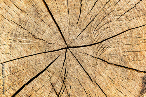 Wood texture with growth rings.