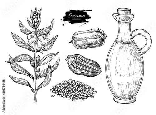 Bottle of sesame oil with plant and seed. Vector Hand drawn 