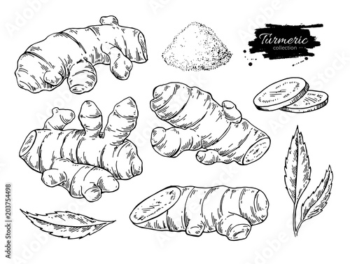 Turmeric root vector hand drawn illustration.  Curcuma, powder