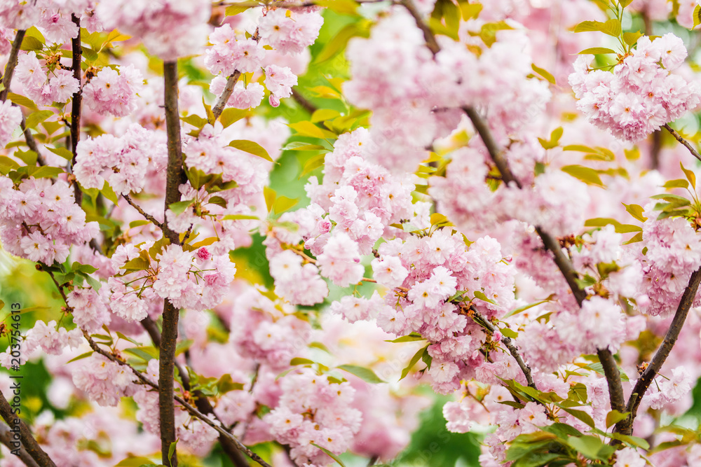 Soft focus Cherry Blossom or Sakura flower on nature background Soft focus Cherry Blossom or Sakura flower on nature background