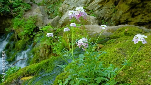 flowers grow on a stone surrounded by green moss on a background of streams of mountain waterfall