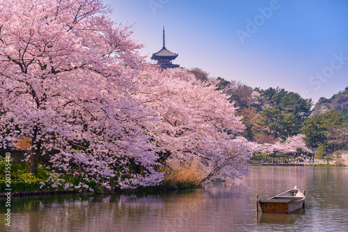 japan. Cherry blossom Sakura.