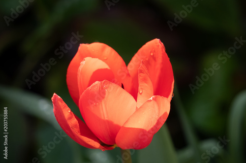 Blumen im Frühling
