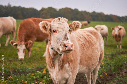 Kih Portrait Bauernhof Landwirtschaft