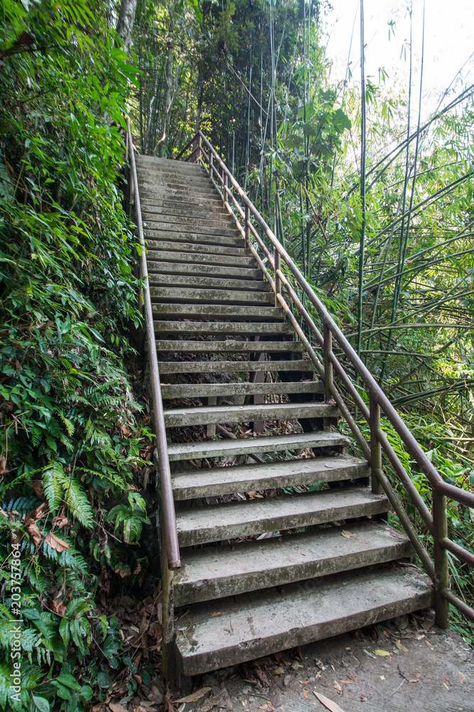 Fototapeta premium concrete stairs in the forrest
