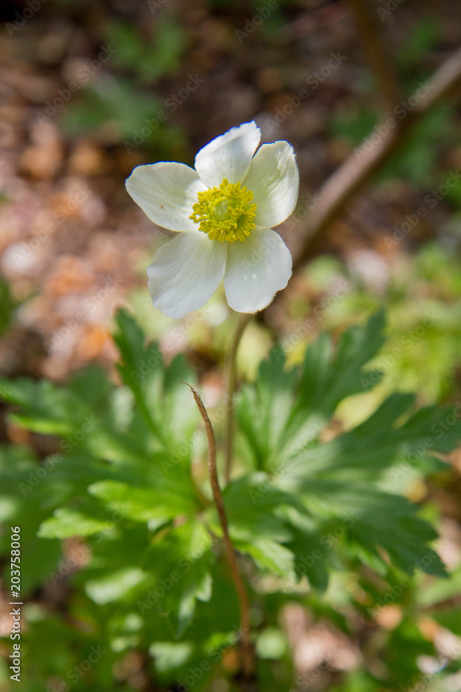 Anemone blooming in a garden Anemone blooming in a garden
