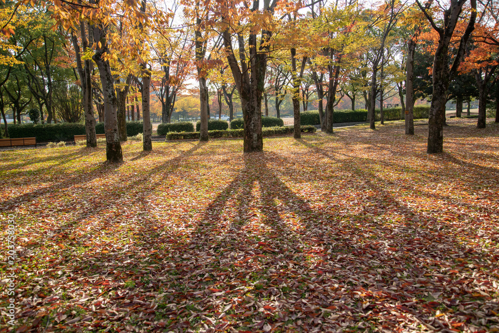 公園の秋 公園の秋