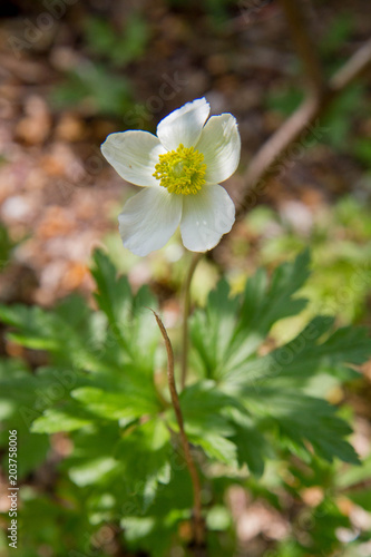 Anemone blooming in a garden